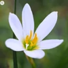 Kép 2/6 -  Zefírvirág fehér - ZEPHYRANTHES CANDIDA 