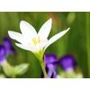 Kép 3/6 -  Zefírvirág fehér - ZEPHYRANTHES CANDIDA 