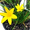 Kép 1/3 - Zefírvirág Sárga - ZEPHYRANTHES Citrina