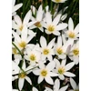 Kép 4/6 -  Zefírvirág fehér - ZEPHYRANTHES CANDIDA 