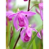 Kép 2/2 - Jácint orchidea - Bletilla striata Rose