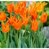 Kép 2/2 - Tulipán Ballade Narancs (Lily flowering)