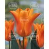 Kép 1/2 - Tulipán Ballade Narancs (Lily flowering)