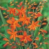 Kép 2/2 - Kerti sáfrányfű - Crocosmia masonorum Orange