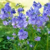 Kép 3/5 - Kék csatavirág - Polemonium caeruleum