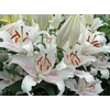 Kép 3/3 - Liliom Oriental Muscadet