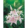 Kép 1/3 - Liliom Oriental Muscadet