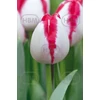 Kép 1/2 - Tulipán Playgirl Triumph