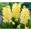 Kép 2/4 - Hyacinthus Orientalis Gipsy Princess