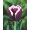 Kép 1/3 - Tulipán Alexander Pushkin Triumph