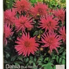 Kép 1/2 - Dália - Blue Record (Dahlia)