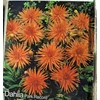 Kép 1/2 - Dália - Park Record (Dahlia)
