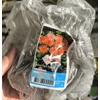 Kép 2/2 - Dália - Park Record (Dahlia)