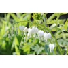 Kép 1/3 - Nagy Szívvirág fehér - Dicentra spectabilis 'Alba'