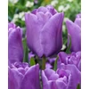 Kép 1/2 - Tulipán Single Late Bleu Aimable