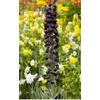 Kép 2/3 - Perzsa kockásliliom (Fritillaria Persica 'Adiyaman')