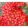 Kép 1/3 - Cickafark Piros  - Achillea millefolium Paprika
