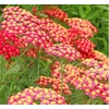 Kép 3/3 - Cickafark Piros  - Achillea millefolium Paprika