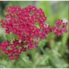 Kép 3/4 - Cickafark rózsaszín - Achillea millefolium Summerwine