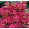 Kép 1/4 - Cickafark rózsaszín - Achillea millefolium Summerwine