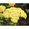 Kép 1/3 - Cickafark sárga - Achillea millefolium Yellow
