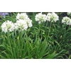 Kép 2/2 - Szerelemvirág fehér - Agapanthus White 