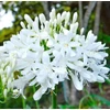 Kép 1/2 - Szerelemvirág fehér - Agapanthus White 