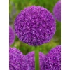 Kép 2/3 - Allium Ambassador