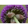 Kép 3/3 - Allium Ambassador