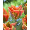 Kép 1/2 - Tulipán Viridiflora Artist