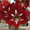 Kép 2/3 -  Amaryllis Hippeastrum Barbados