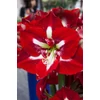 Kép 3/3 -  Amaryllis Hippeastrum Barbados