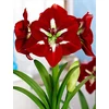 Kép 1/3 -  Amaryllis Hippeastrum Barbados