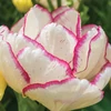 Kép 2/3 - Tulipán Belicia Double Early