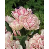 Kép 1/3 - Tulipán Belicia Double Early