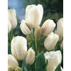 Kép 1/2 - Tulipán Weisse Berliner Triumph