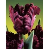 Kép 2/3 - Tulipán Black Parrot