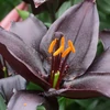 Kép 3/3 - Liliom Blacklist