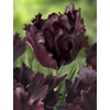 Kép 3/3 - Tulipán Black Parrot