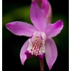 Kép 1/2 - Jácint orchidea - Bletilla striata Rose