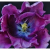 Kép 2/3 - Tulipán Kék papagáj (Tulipa Blue Parrot)