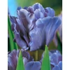 Kép 1/3 - Tulipán Kék papagáj (Tulipa Blue Parrot)