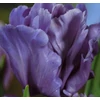 Kép 3/3 - Tulipán Kék papagáj (Tulipa Blue Parrot)