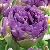 Kép 2/2 - Tulipán Double Late Blue Wow