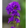 Kép 2/4 - Csomós harangvirág kék - Campanula Glomerata Blue