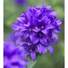 Kép 3/4 - Csomós harangvirág kék - Campanula Glomerata Blue