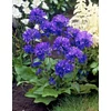 Kép 4/4 - Csomós harangvirág kék - Campanula Glomerata Blue