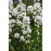 Kép 3/3 - Csomós harangvirág fehér - Campanula Glomerata White