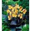 Kép 3/3 - Virágos nád - Canna Louis Cotton