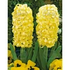 Kép 1/3 - Hyacinthus Orientalis City of Harleem